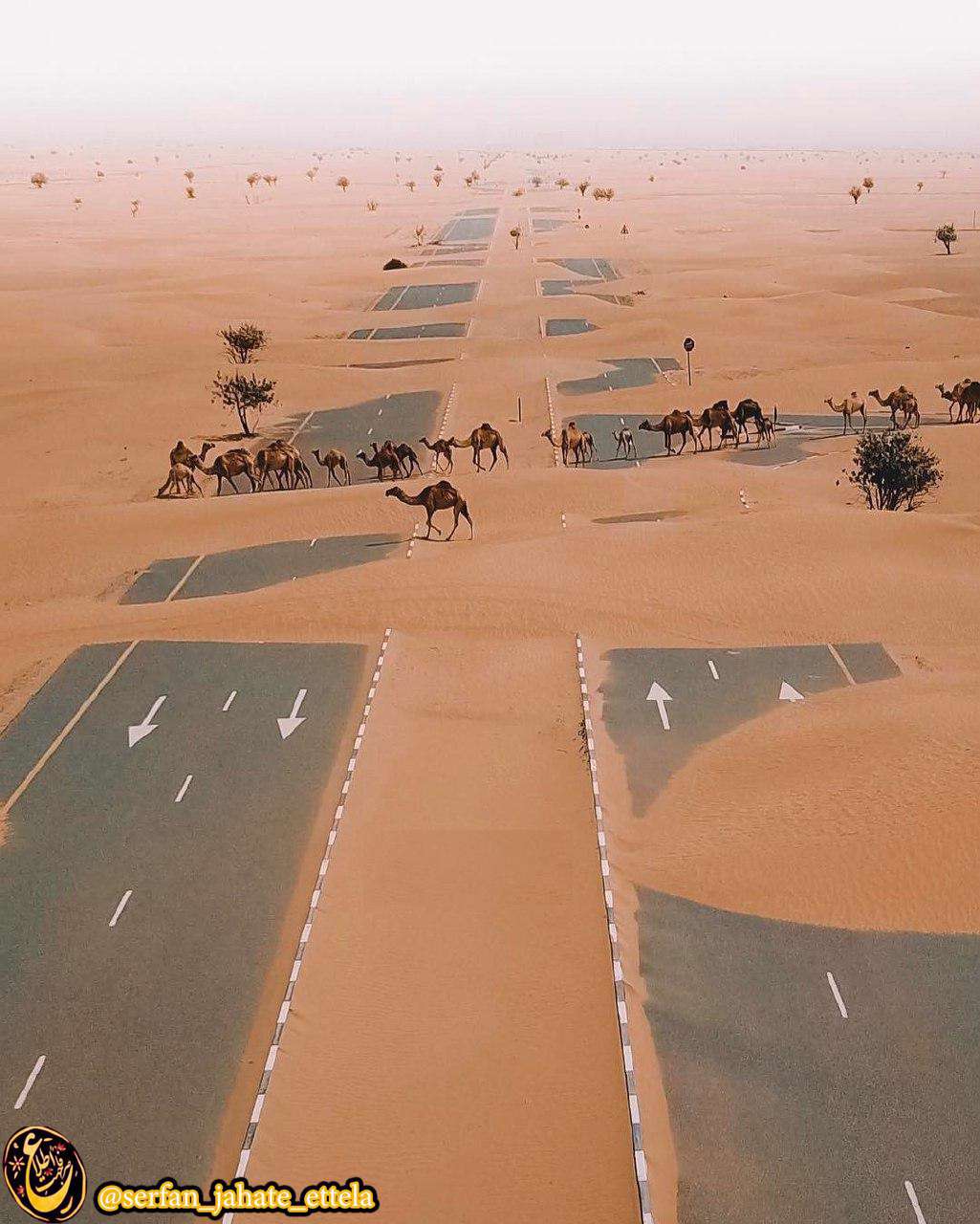 عبور شترها از بزرگراهی در صحرا